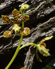 Prosthechea boothiana