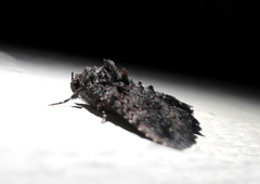 Condicinae