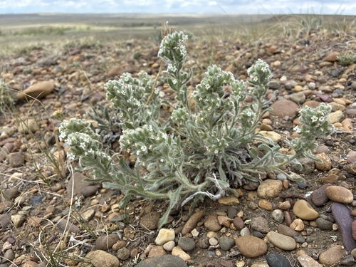 Snake River Cryptantha (Oreocarya spiculifera)