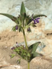 Trichostema rubisepalum