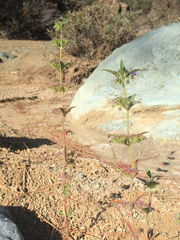 Trichostema rubisepalum
