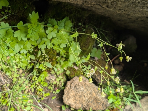Sierra bolandra (Bolandra californica)
