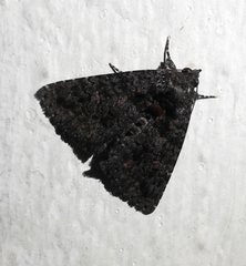Condicinae