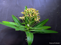 Euphorbia mellifera