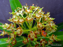 Euphorbia mellifera