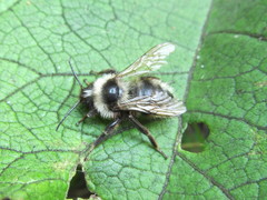 Bombus veteranus