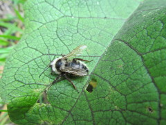 Bombus veteranus