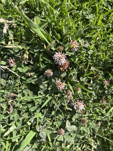 Strawberry clover