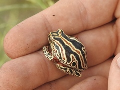 Hyperolius marginatus