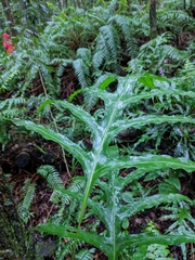 Microsorum scolopendria