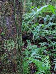 Microsorum scolopendria