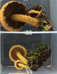 Pholiota