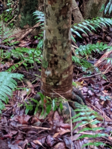 Image of Hyophorbe indica by no rights reserved