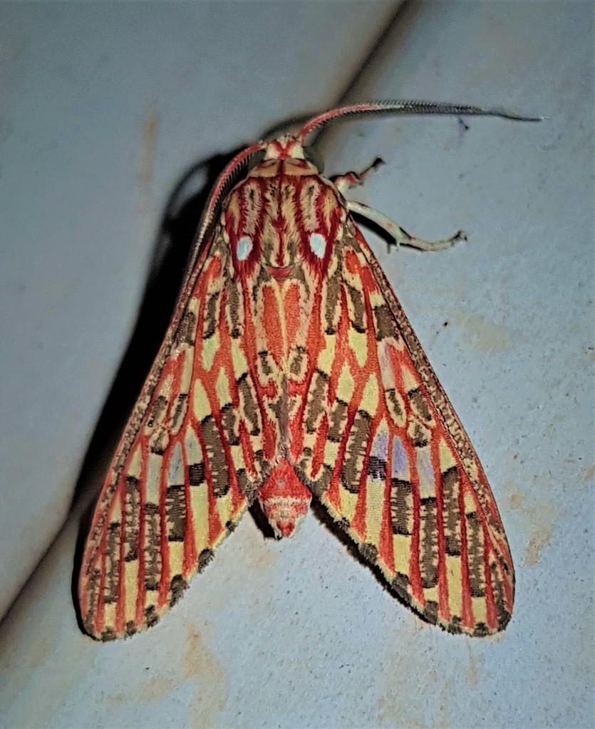 Araeomolis rubens