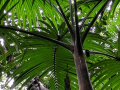Palm (Hyophorbe indica)