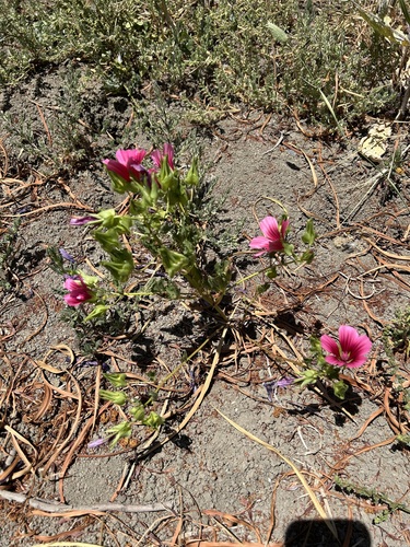 Mallow-wort