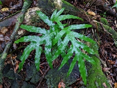 Microsorum scolopendria