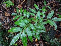 Doratoxylon apetalum