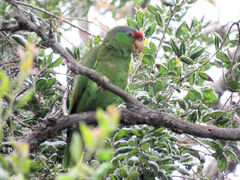 Amazona finschi × viridigenalis