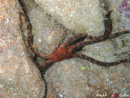 Brown Brittle Star, photo 2 of 10