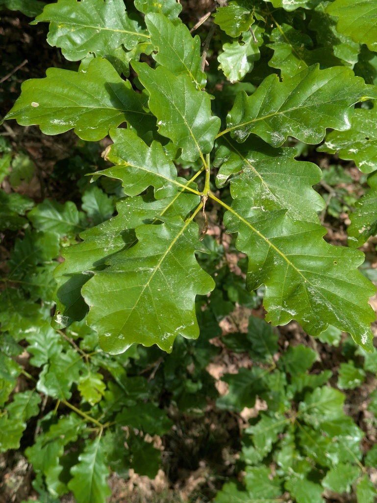 Quercus petraea