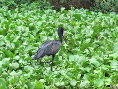 Anastomus lamelligerus