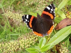 Vanessa atalanta