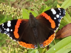 Vanessa atalanta