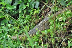 Varanus niloticus