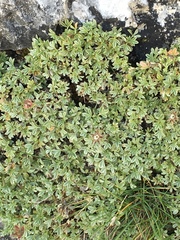 Potentilla nitida