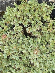 Potentilla nitida