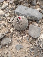 Epithelantha greggii greggii