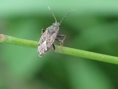 Peritrechus gracilicornis