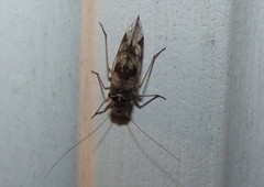 Stenopsocidae