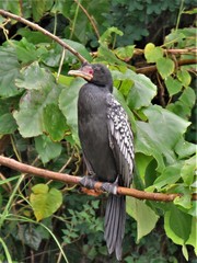 Microcarbo africanus