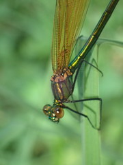 Calopteryx
