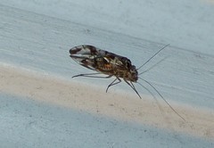 Stenopsocidae