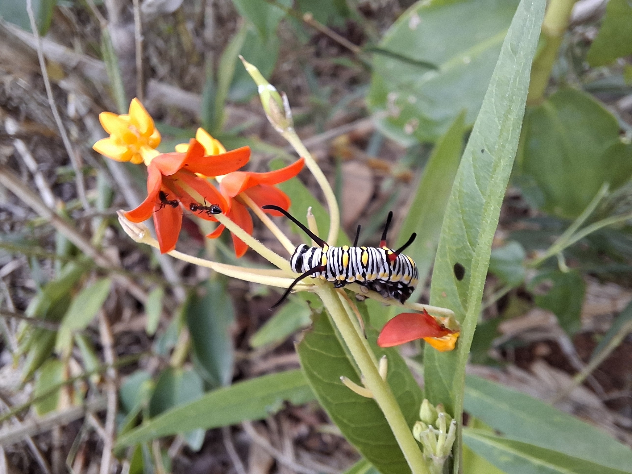 Plain Tiger