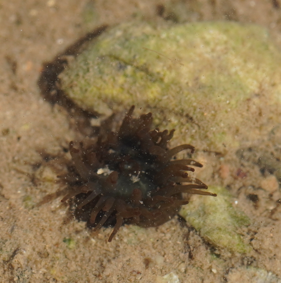 Paranemonia vouliagmeniensis