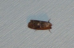 Sciota subcaesiella