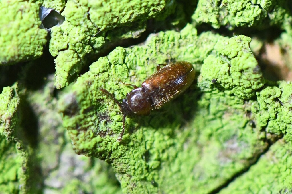 Cryptophagus saginatus
