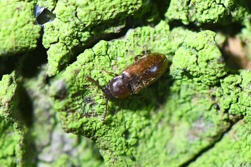 Cryptophagus saginatus