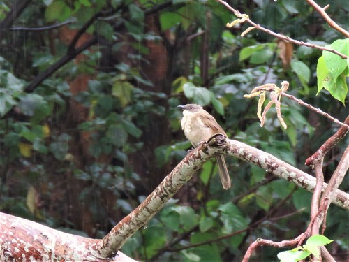 Pale-throated Greenbul (Atimastillas flavigula), photo 3