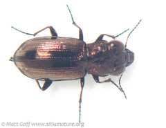 Notiophilus sylvaticus