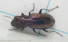 Notiophilus sylvaticus