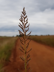 Pogonarthria squarrosa