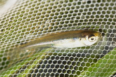 Rhynchocypris percnurus