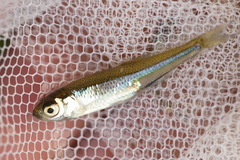 Rhynchocypris percnurus