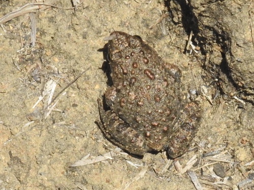 Natal Puddle Frog