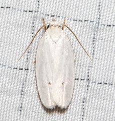 Antaeotricha albulella